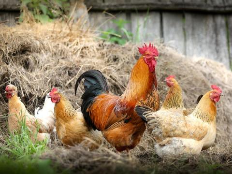 Roosters and chickens