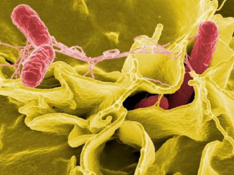 Salmonella bacteria