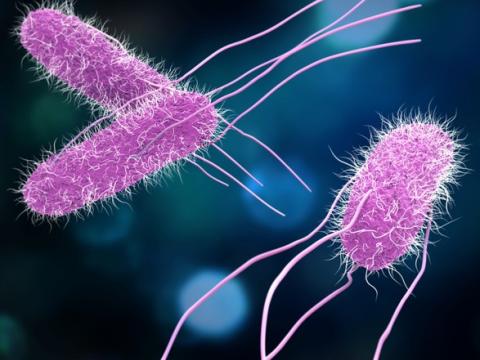 Salmonella