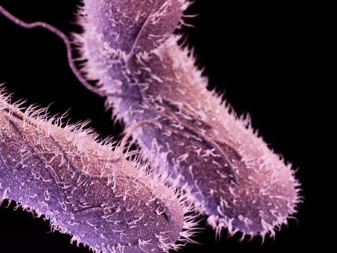 Salmonella