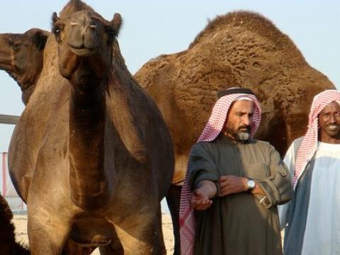 Saudi camel farm