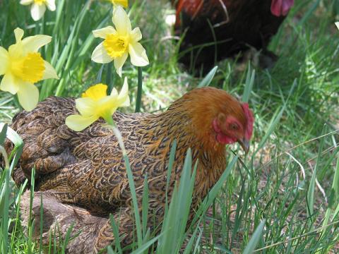Chicken