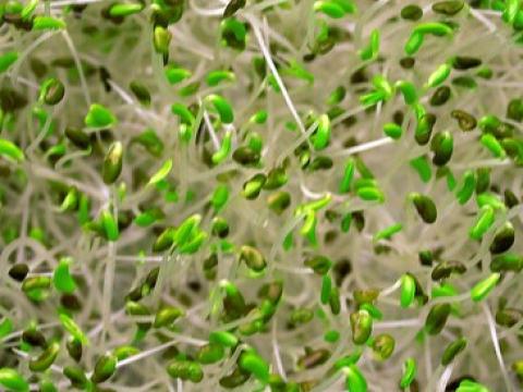 Sprouts