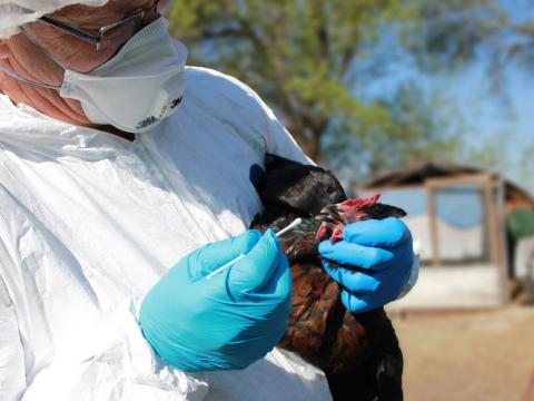 Swabbing chicken