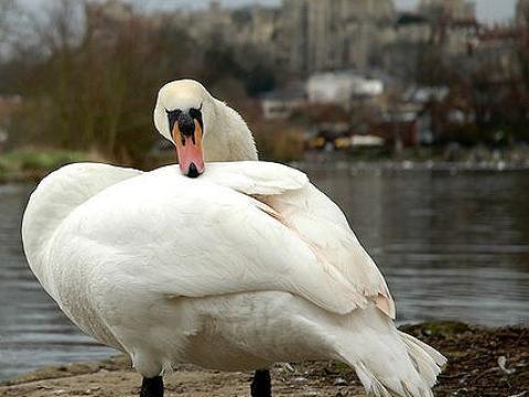 Swans and Windsor Castle