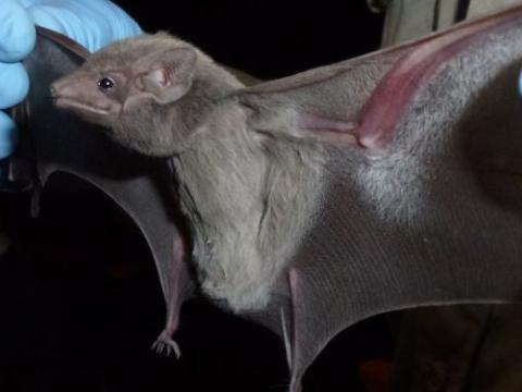 Taphozous perforatus bat