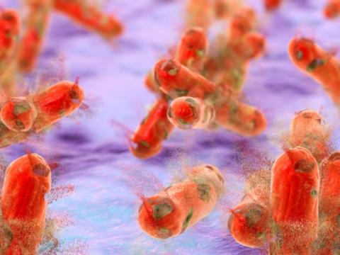 TB bacteria