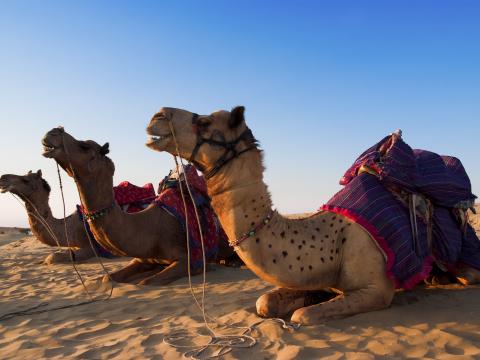 Camels