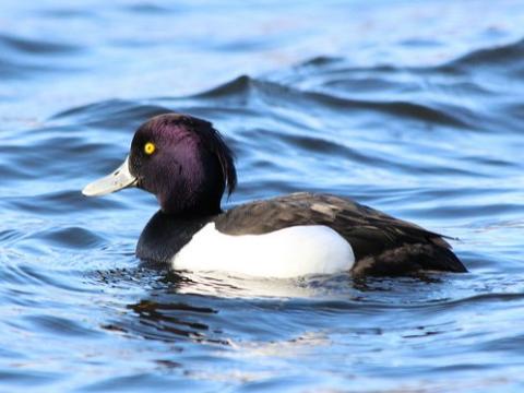 Tufted duck