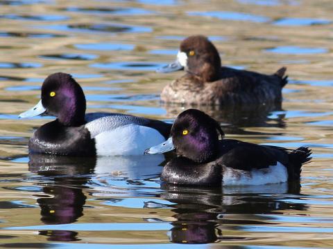 Tufted duck