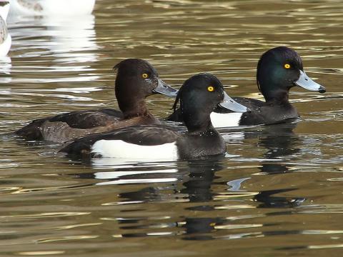 tufted ducks