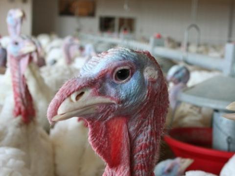 Turkey in barn