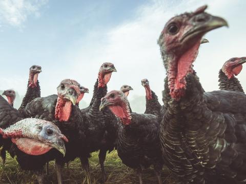 Turkey flock