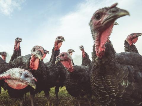 Turkey flock