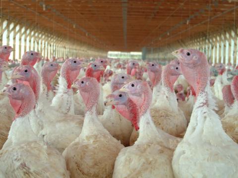 Turkey flock in barn