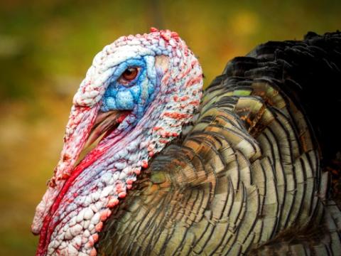 Turkey profile