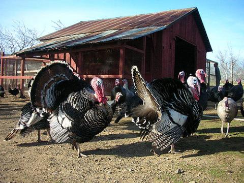 Turkey farm