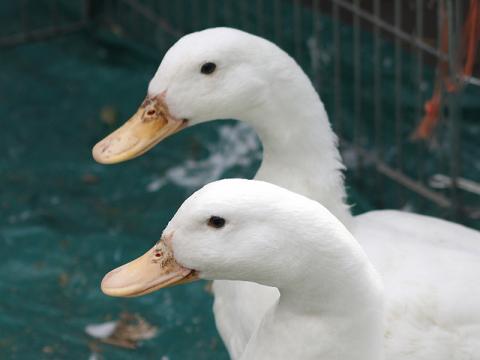 Two white ducks