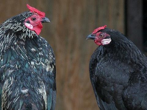 Two hens