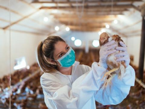 Veterinarian and chicken