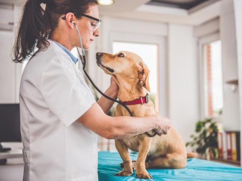 Veterinarian examining dog