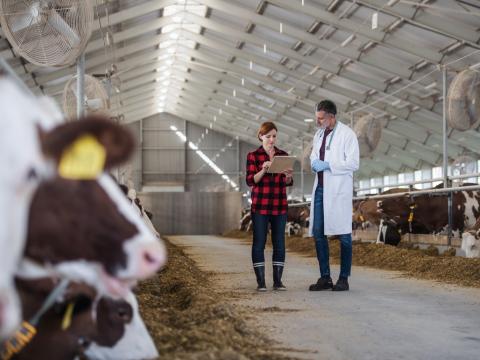 Veterinarians in dairy barn