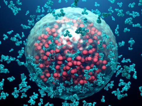 Virus antibodies
