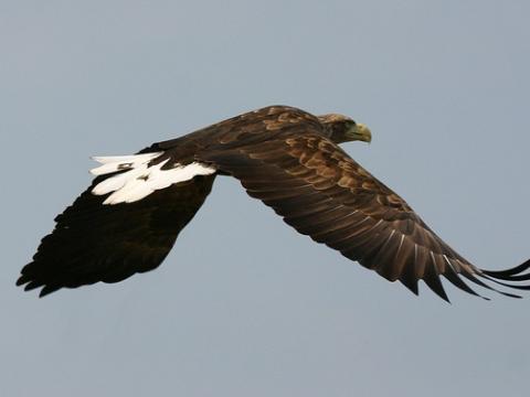 White-tailed eagle