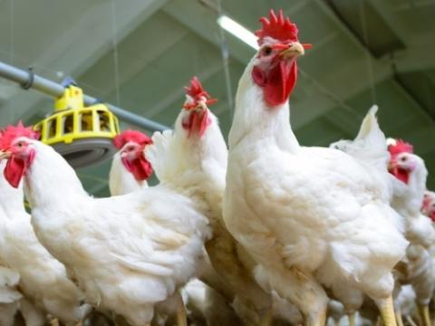 White chickens