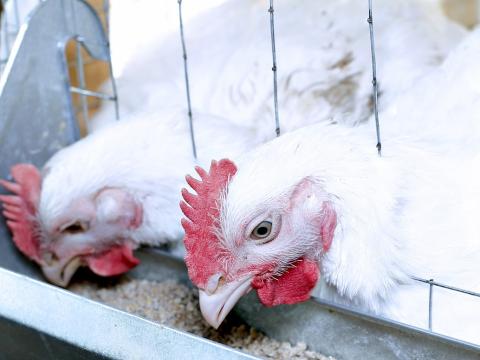 White chickens feeding