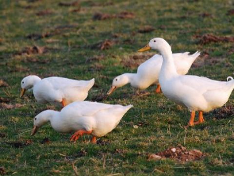 White ducks