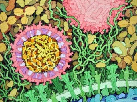 Zika virus