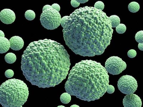 Zika virus particles