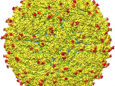 Zika virus structure