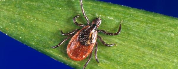  Black-legged tick, Ixodes scapularis, on leaf