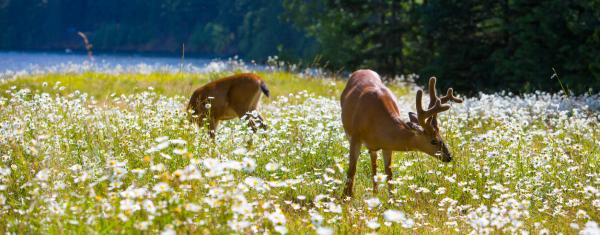 Deer grazing in a daisy field near a lake