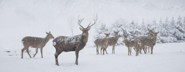 Male deer surrounded by its herd in snow