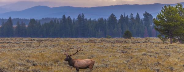 Elk in field in Grand Teton National Park Wyoming