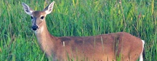 White-tailed deer standing in the Florida wetlands