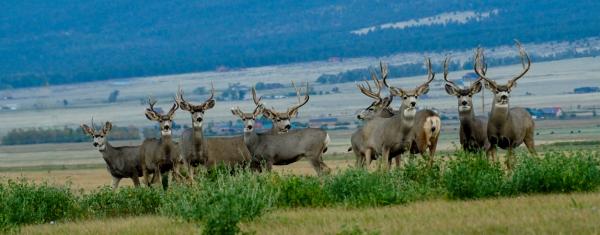 Several mule deer bucks in the mountains of Colorado