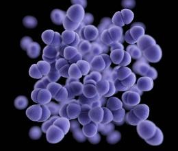 Vancomycin-resistant Enterococcus
