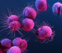 Neisseria gonorrhoeae
