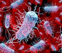 Bacteria in bloodstream
