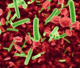 Bacteria in bloodstream