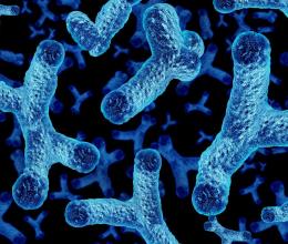 Bifidobacteria