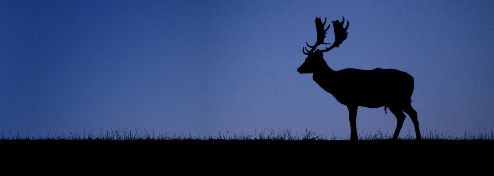 Silhouette of a deer