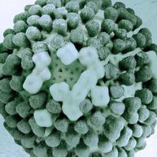 Influenza virus
