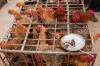Market poultry