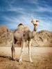 Camel in desert setting
