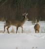 Two bucks in snow